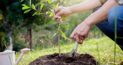 Commercial Tree Plantation Services