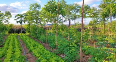 Agro Forestry Management Service